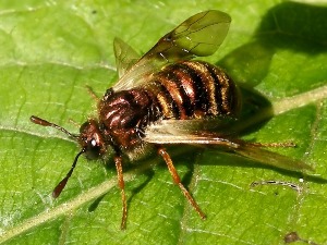 Corynis crassicornis e panoramica sui Cimbicidae nel forum